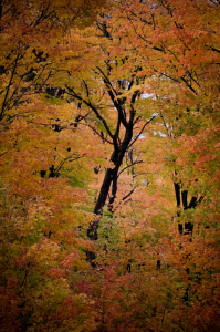 Tree Within The Leaves
