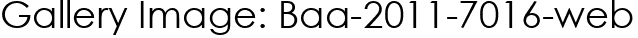 Gallery Image: Baa-2011-7016-web